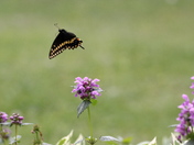Butterfly and Flowers