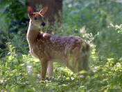 Fawn in the woods