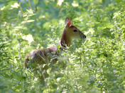 Fawn in the woods