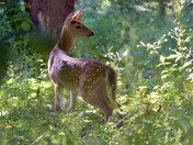 Fawn in the woods