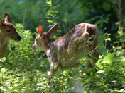 Fawn in the woods