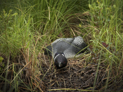 Nesting Loon