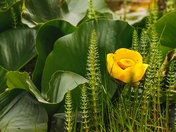 A Sea of Yellow and Green