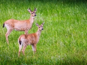 If I had a Buck I'd Have Some Doe.