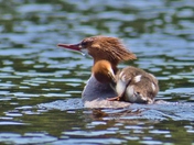 Tired baby merganser is getting a ride.