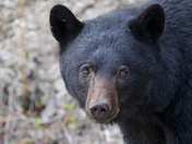 Black Bear