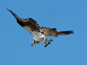 Rearranging the food