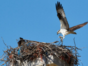 Male Osprey had his fill