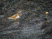 Seemingly Out of Place