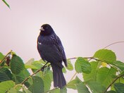 Blackbird in the mist