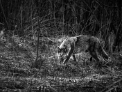 coyote in the woods of Markham