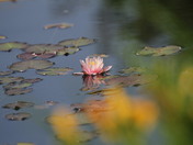 Lily