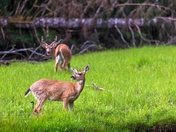 Don't Mess With My Girl