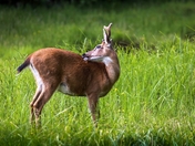 If I Could Just Reach that Spot