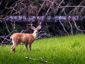 When A Tree Falls In The Forest