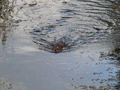 Challenging Muskrat