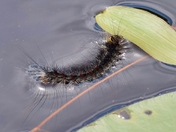 Swimming caterpillar.