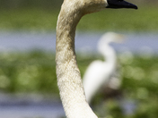 Great Egret Feat. Black Swan