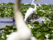 Great Egret Feat. Black Swan
