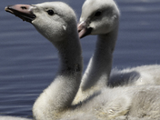Dance of the Cygnets