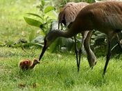 Sandhill Crane Feeding Chick