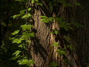 Vertical Forest