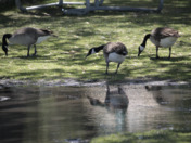 Geese hanging out.