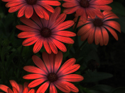 In my garden