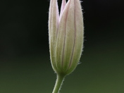 The bud of clematis hybrids