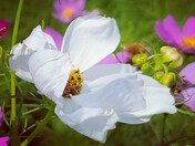 Cosmos flower in the wind