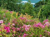 Where the wild roses grow - Niagara Gorge