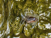 beaver swam in creek around toogood pond trail