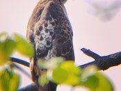 Red-Tailed Hawk