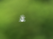 The whisper on the summer breeze