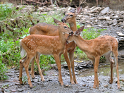 Family grooming time