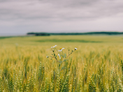 barley field