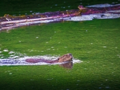 Enjoying an Overcast Sky