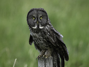 Great Grey Owl
