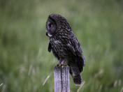 Great Grey Owl