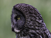Great Grey Owl