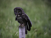 Great Grey Owl