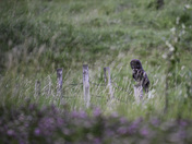 Great Grey Owl