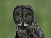 Great Grey Owl