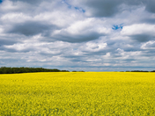 Canola Fields in Bloom