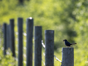 Little Bird on a Post