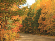 In Side Algonquin Park 