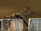 Playing With Dragons