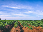 Potato Field PEI
