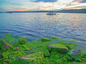 photosynthetic cyanobacteria - 1