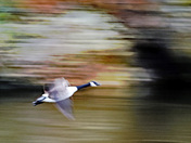 Flight of the Canada 